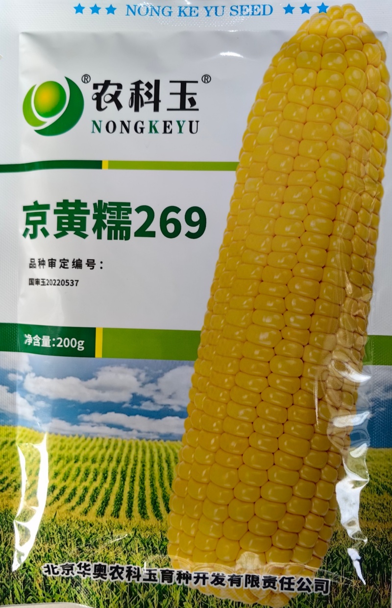京黄糯269玉米种子国审大棒黄甜糯黄糯早熟粘软黄糯玉米种