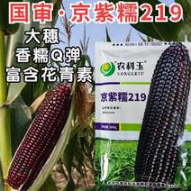 京紫糯219玉米种子国审大棒黑糯玉米软糯香甜粘紫黑玉米种
