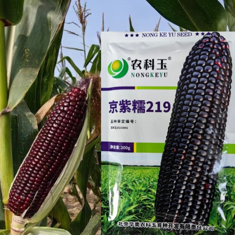 京紫糯219玉米种子国审大棒黑糯玉米软糯香甜粘紫黑玉米种