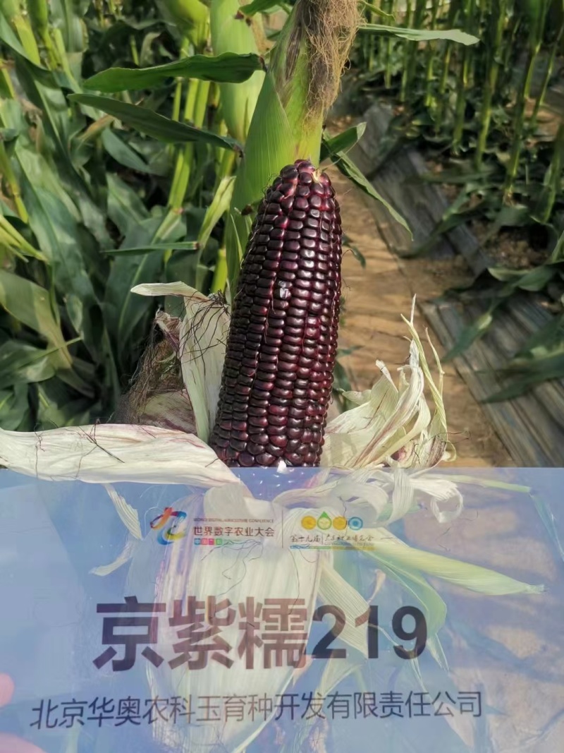 京紫糯219玉米种子国审大棒黑糯玉米软糯香甜粘紫黑玉米种