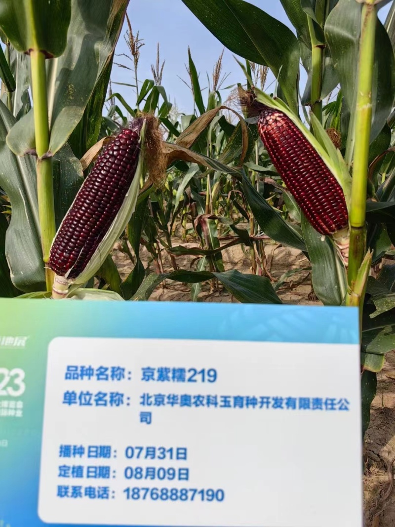 京紫糯219玉米种子国审大棒黑糯玉米软糯香甜粘紫黑玉米种