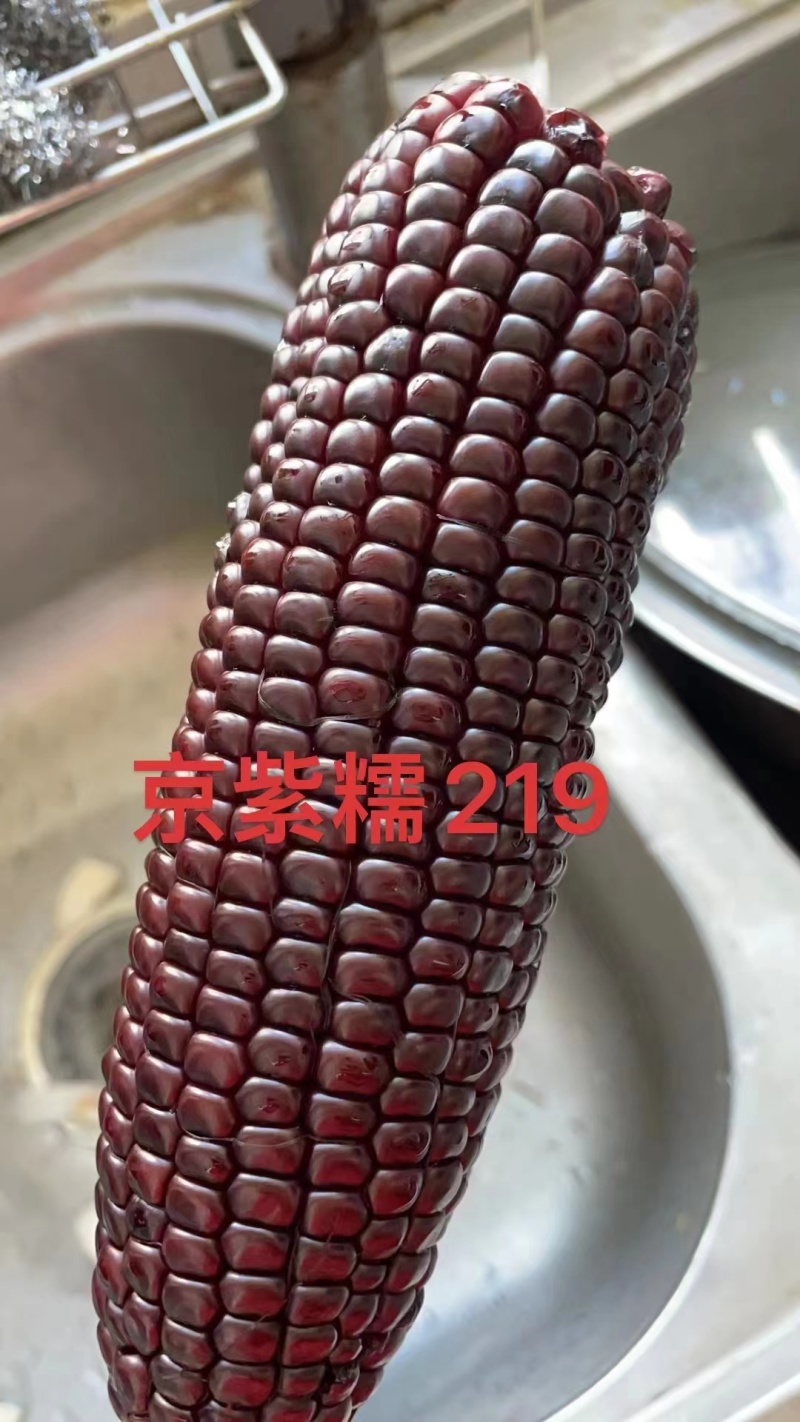 京紫糯219玉米种子国审大棒黑糯玉米软糯香甜粘紫黑玉米种
