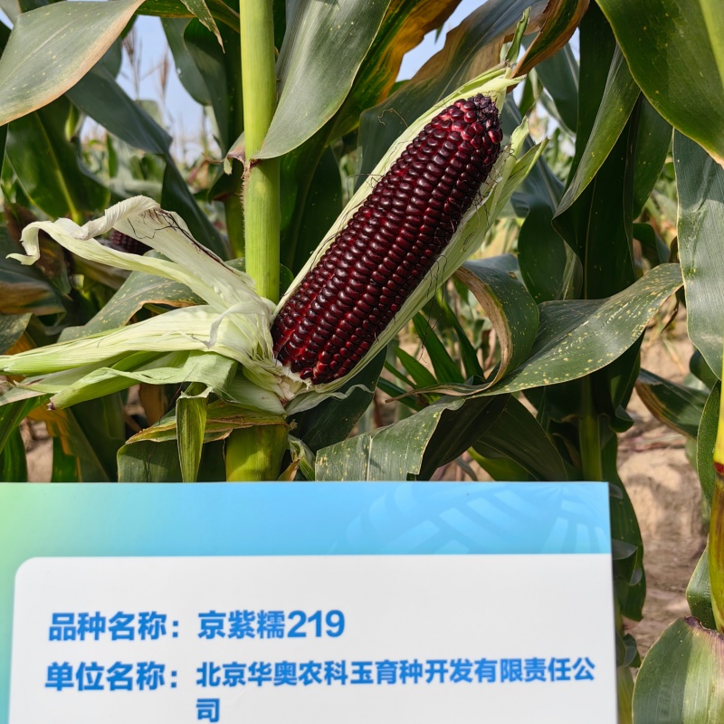 京紫糯219玉米种子国审大棒黑糯玉米软糯香甜粘紫黑玉米种