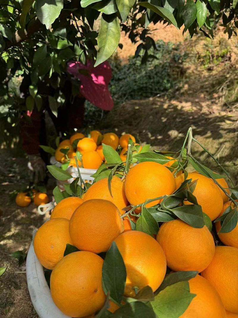 【一件玳发】麻阳冰糖橙，电商水果供应链