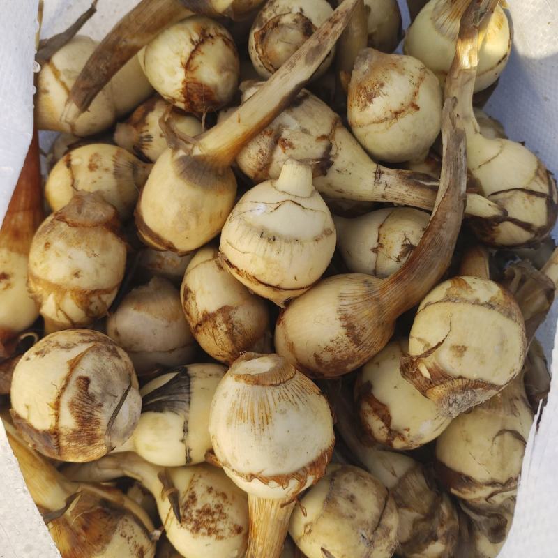水洗白茨菇大量供应一手货源慈姑自家种植质量保证