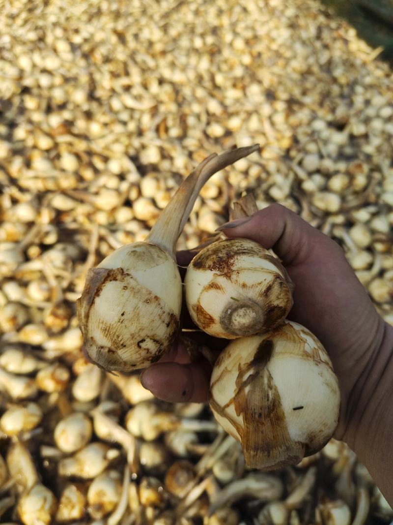 水洗白茨菇大量供应一手货源慈姑自家种植质量保证