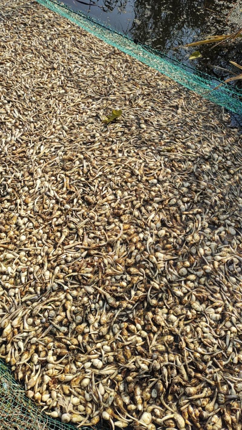 水洗白茨菇大量供应一手货源慈姑自家种植质量保证