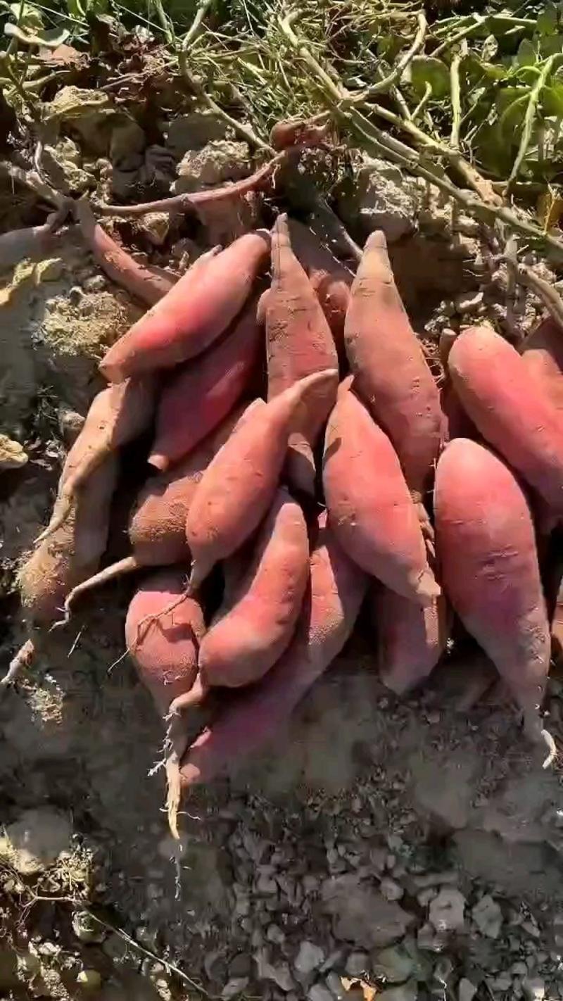 【西瓜红】精品西瓜红红薯大量上市产地直供对接电商