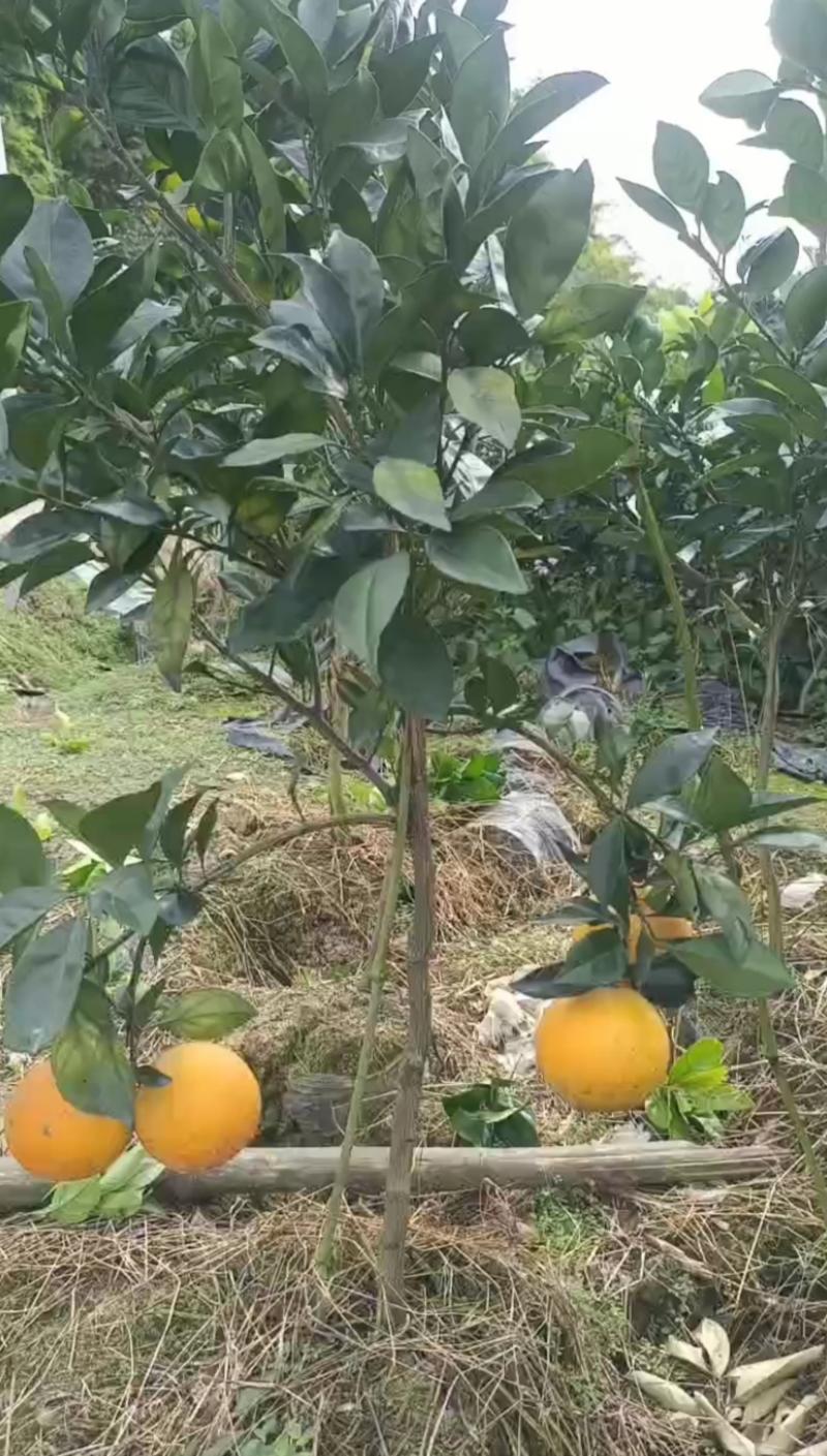 赣南脐橙苗，纽荷尔当年挂果，种纯，清场价，营养杯带土发货