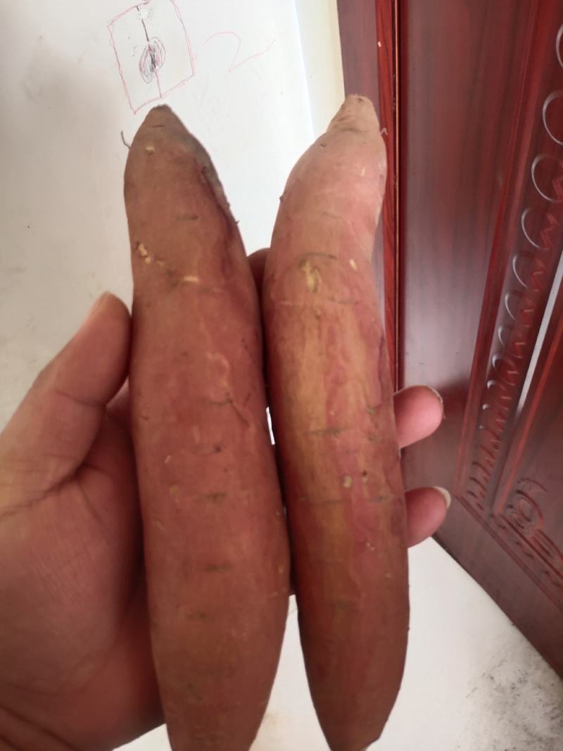 细面土烟薯25