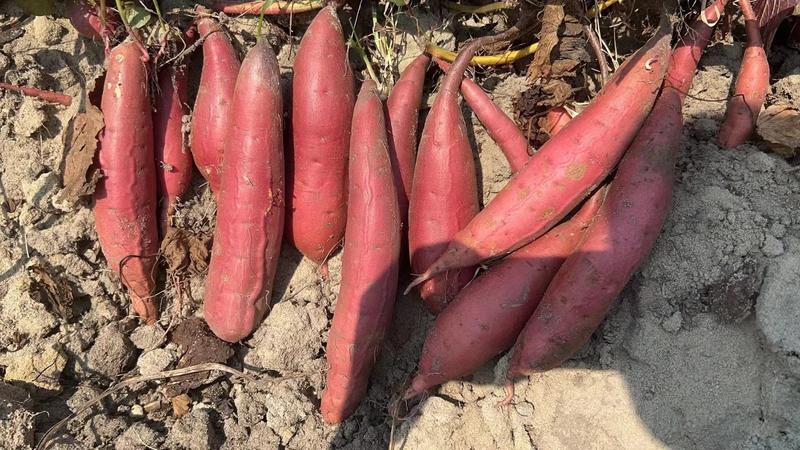 广东沙地西瓜红红薯万亩基地现挖现发对接电商欢迎采购