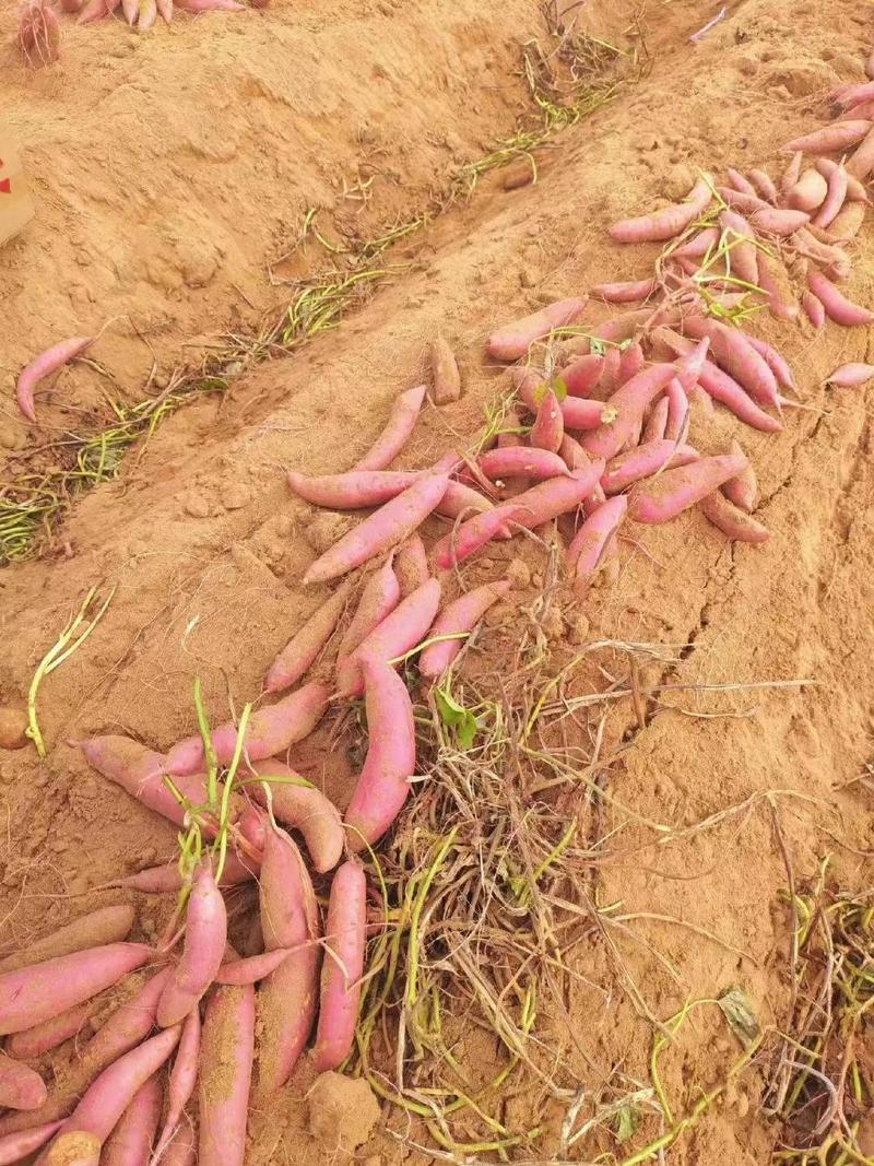 广东沙地西瓜红红薯万亩基地现挖现发对接电商欢迎采购