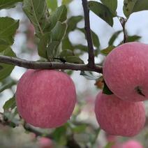 【一件玳发】烟台红富士苹果，水果电商供应链
