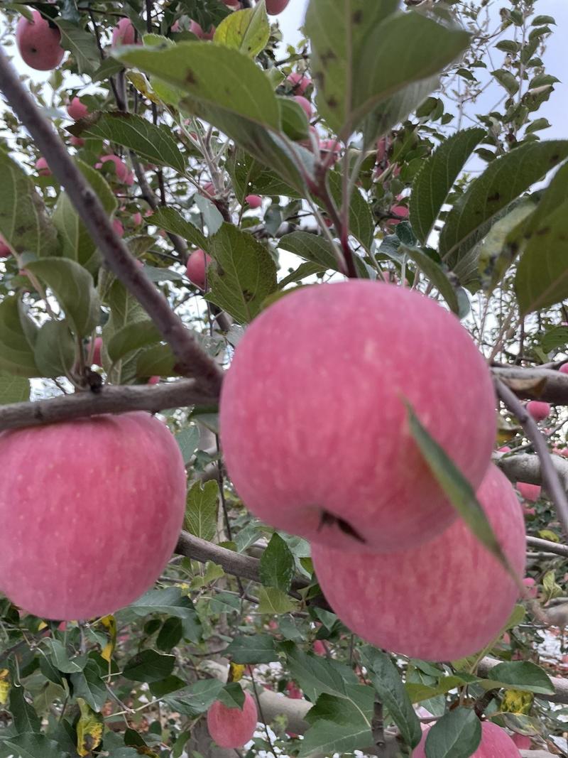 【一件玳发】烟台红富士苹果，水果电商供应链