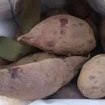 山东日照紫薯20万斤处理