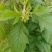 野茼蒿鲜货