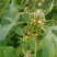 野茼蒿鲜货