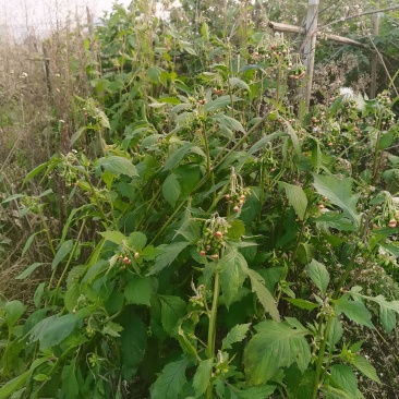 野茼蒿鲜货