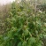野茼蒿鲜货