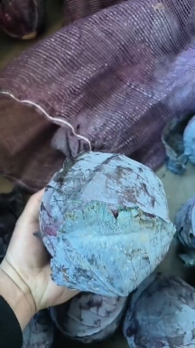精品紫甘兰