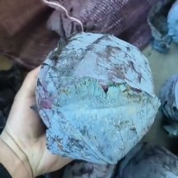 精品紫甘兰