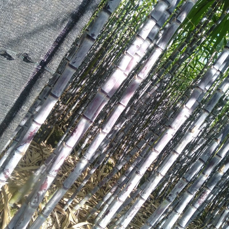 黑皮甘蔗，黄皮甘蔗。