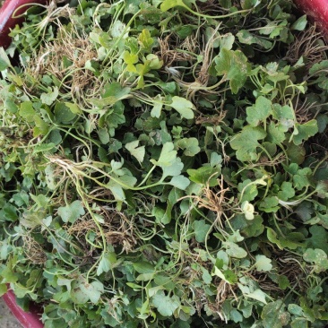 猫爪草种苗大量供应对接全国市场，货源充足，量大从优，河南