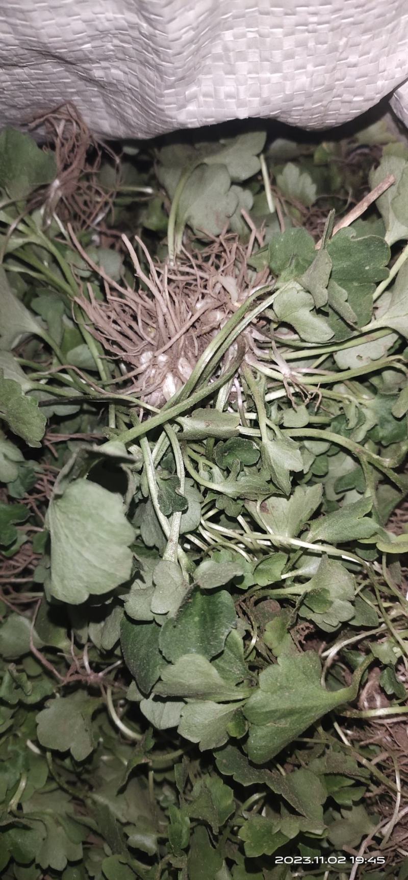 猫爪草种苗大量供应对接全国市场，货源充足，量大从优，河南