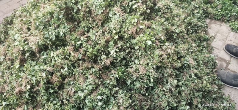 猫爪草种苗大量供应对接全国市场，货源充足，量大从优，河南