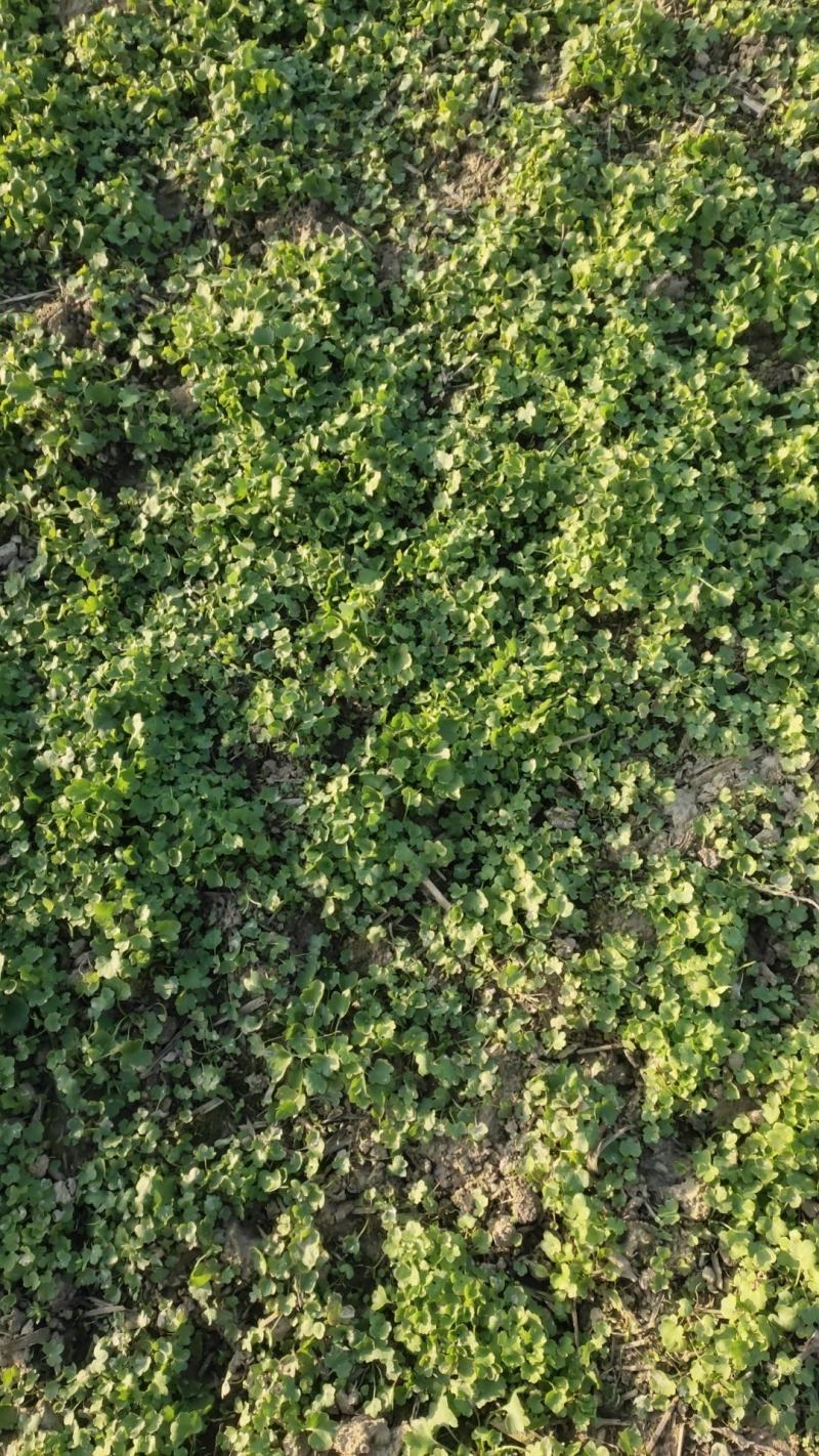 猫爪草种苗大量供应对接全国市场，货源充足，量大从优，河南