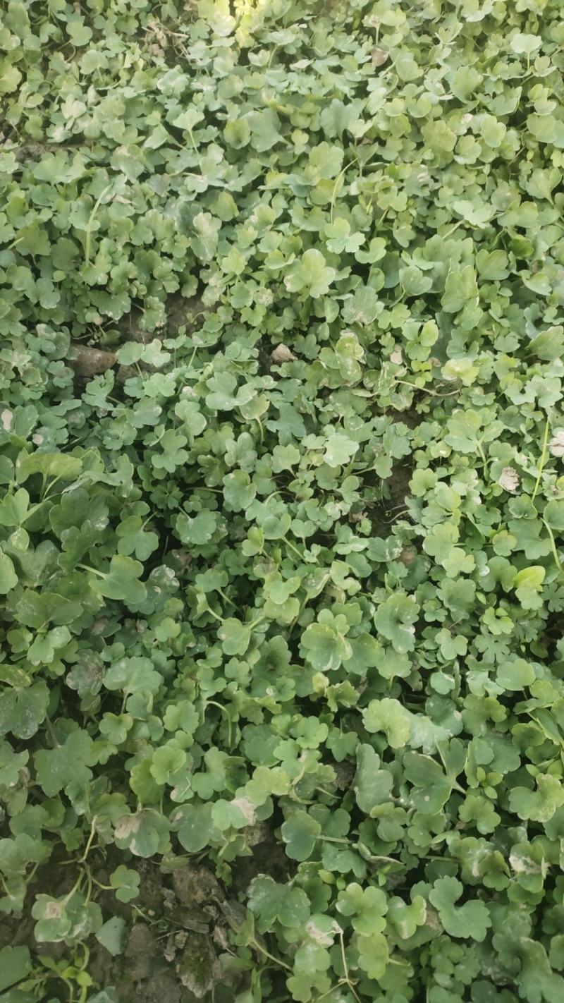 猫爪草种苗大量供应对接全国市场，货源充足，量大从优，河南