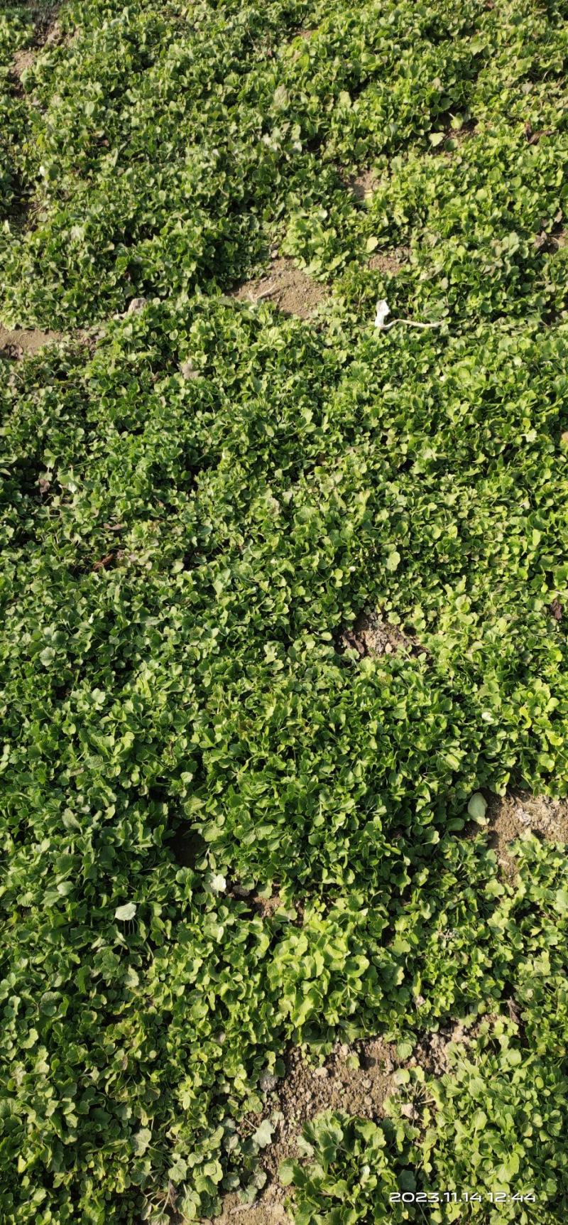 猫爪草种苗大量供应对接全国市场，货源充足，量大从优，河南