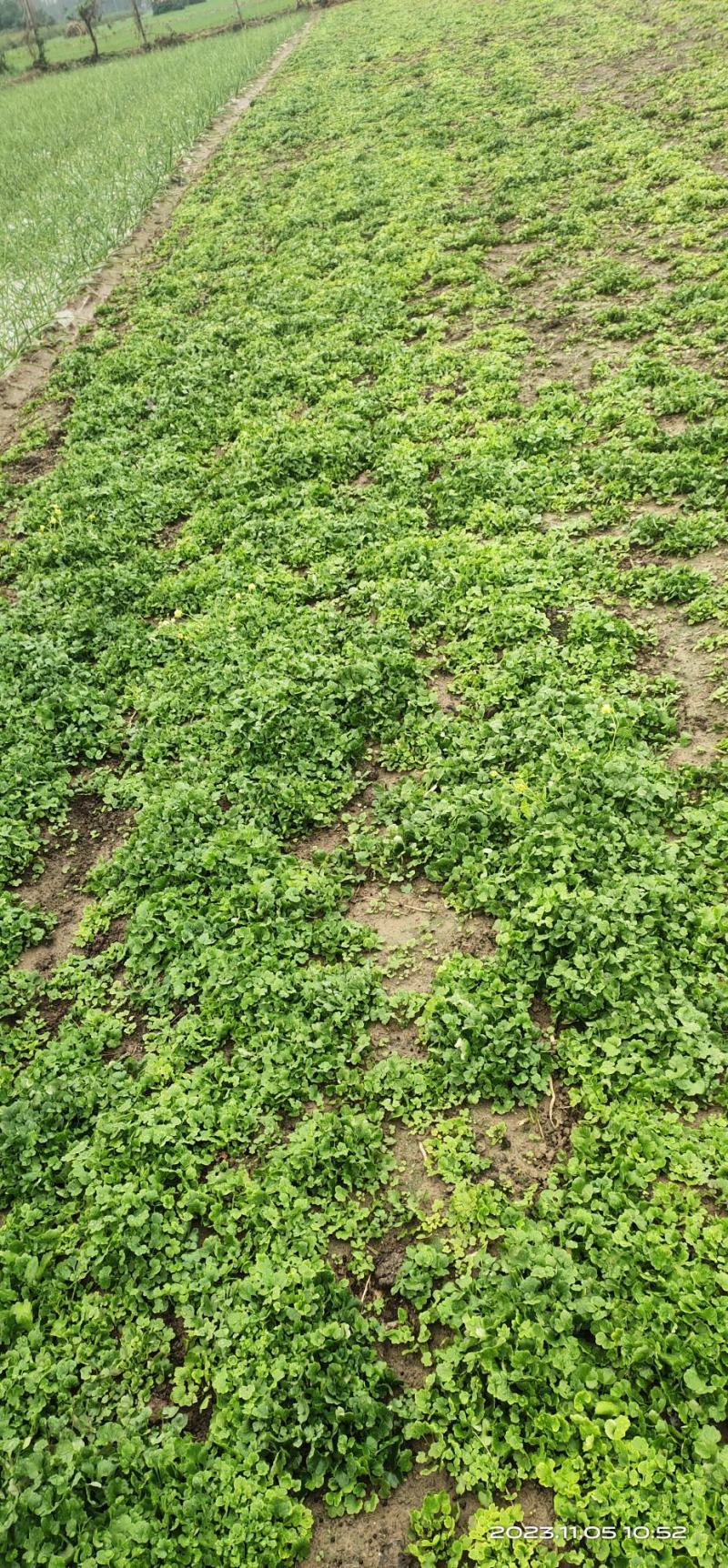 猫爪草种苗大量供应对接全国市场，货源充足，量大从优，河南