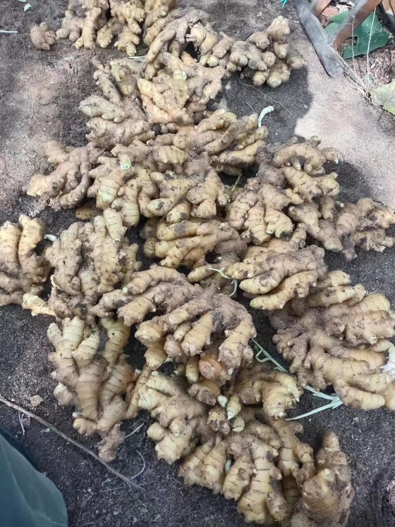 【精选】山东临沂小黄姜-量大从优-价格优惠-味足货足