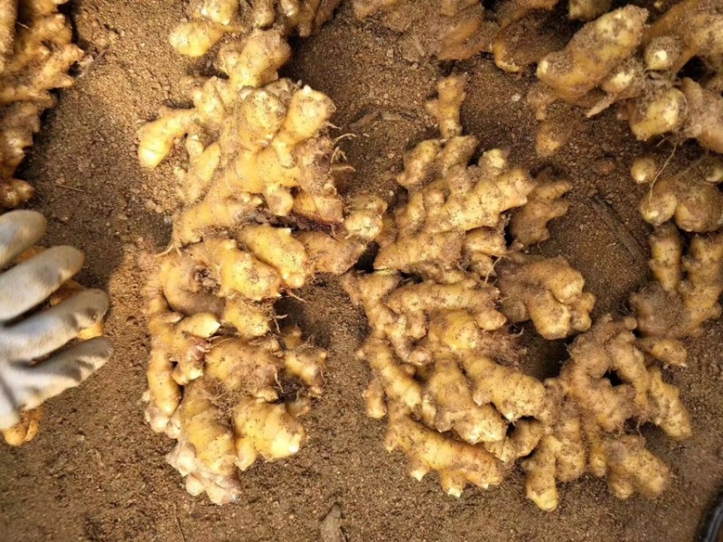 【精选】山东临沂小黄姜-量大从优-价格优惠-味足货足