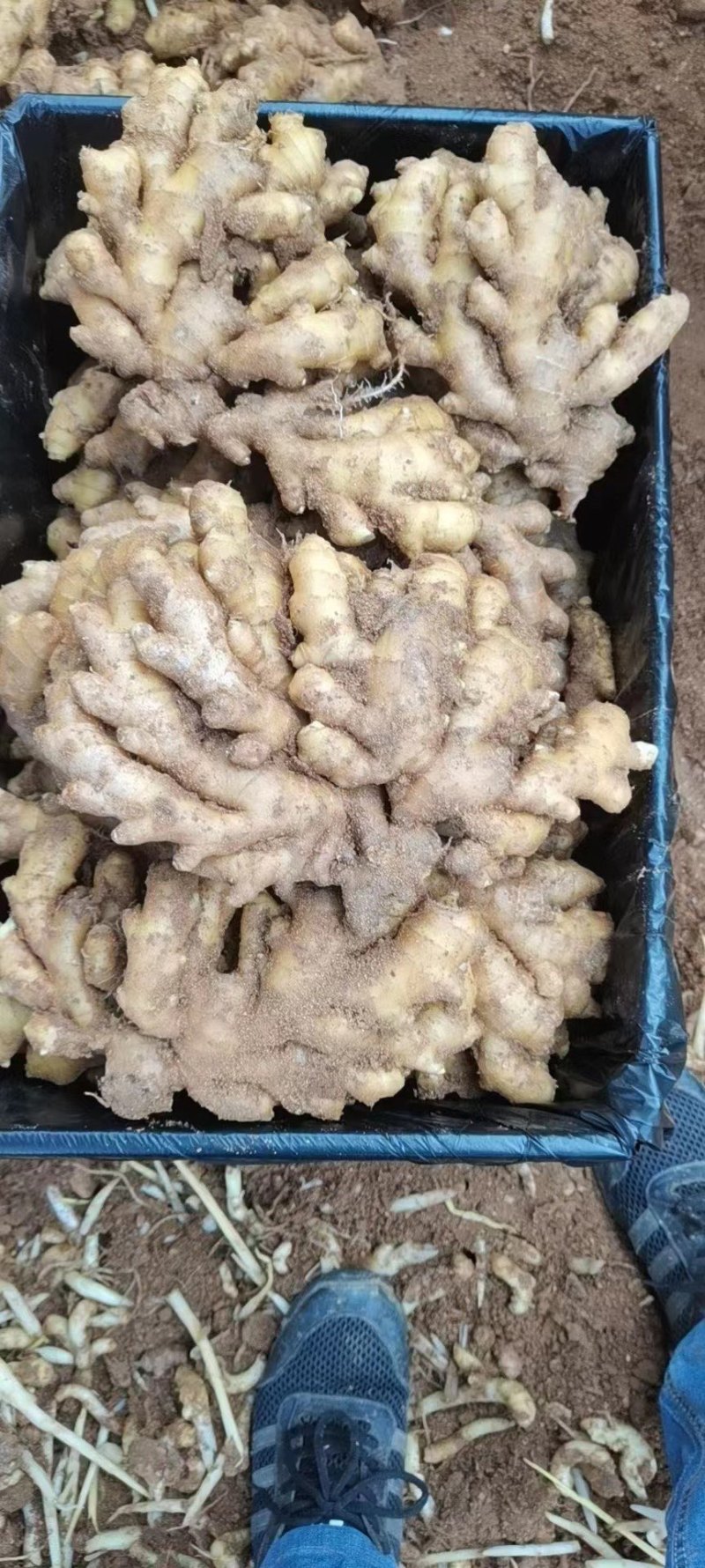 【精选】山东临沂小黄姜-量大从优-价格优惠-味足货足