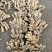 【精选】山东临沂小黄姜-量大从优-价格优惠-味足货足