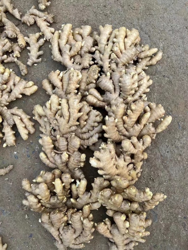 【精选】山东临沂小黄姜-量大从优-价格优惠-味足货足