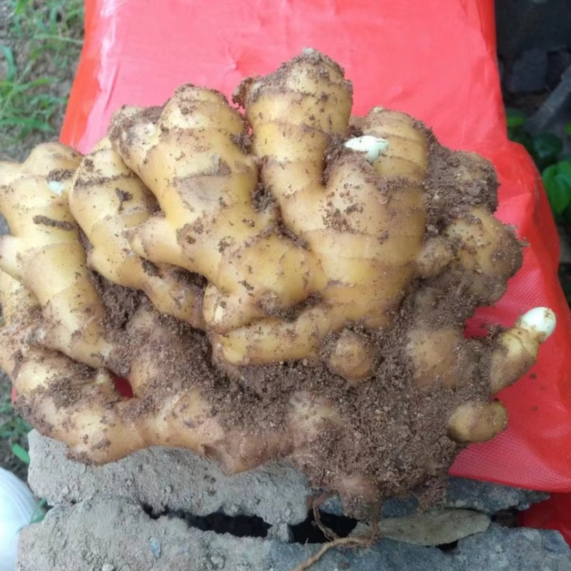 【精选】山东临沂小黄姜-量大从优-价格优惠-味足货足