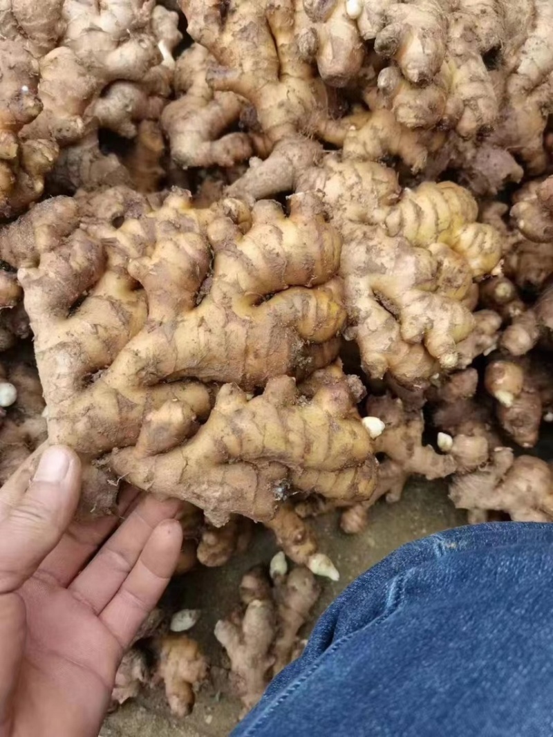 【精选】山东临沂小黄姜-量大从优-价格优惠-味足货足