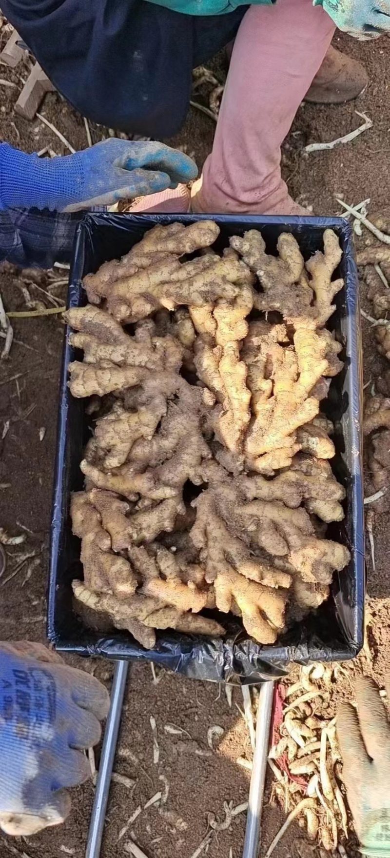 【精选】山东临沂小黄姜-量大从优-价格优惠-味足货足