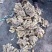 【精选】山东临沂小黄姜-量大从优-价格优惠-味足货足