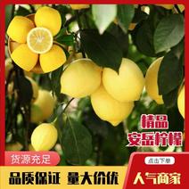 四川安岳精品黄柠檬产地直发现货大量有货品质保证