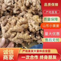 【精选】山东临沂小黄姜-量大从优-价格优惠-味足货足