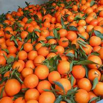 【一件玳发】秭归脐橙，专业水果电商供应链
