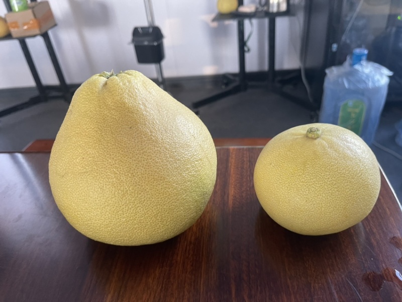 度尾红心文旦柚