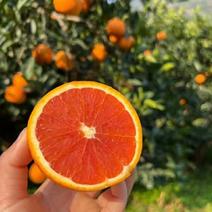 【一件玳发】中华红橙，专业水果供应链