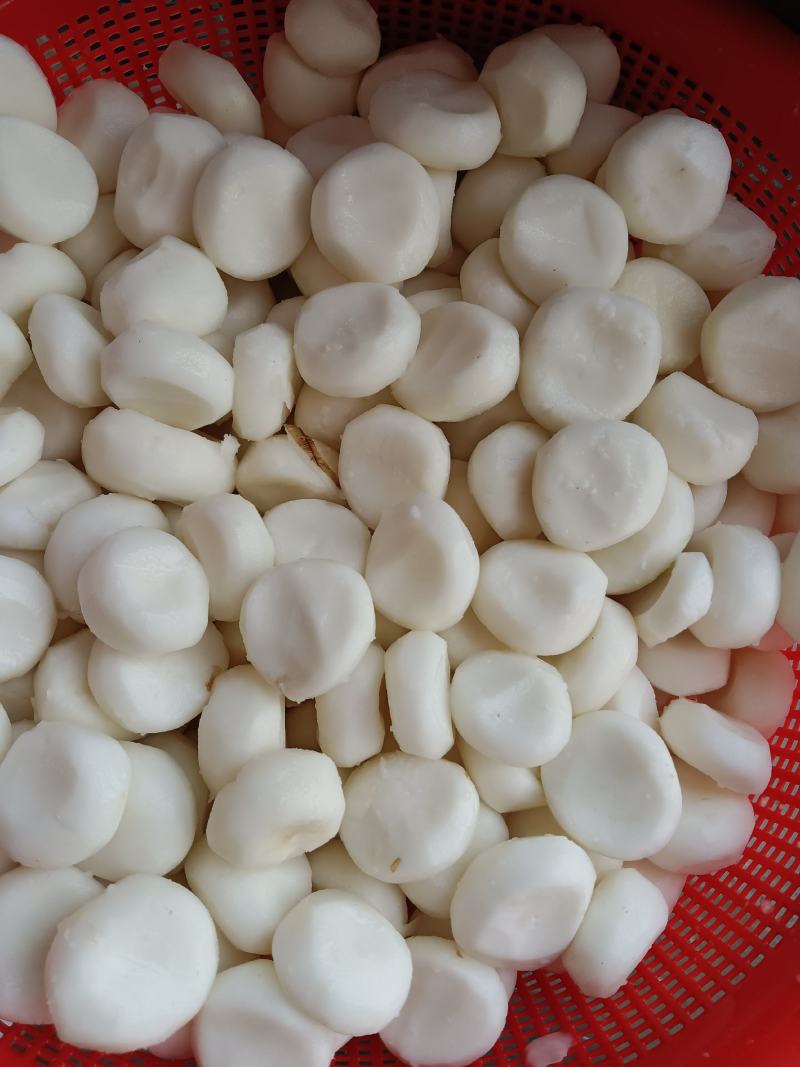 白马蹄