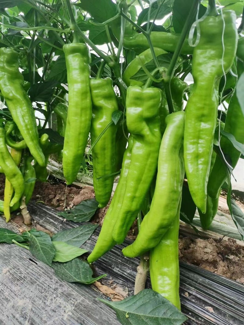 郑研黄鼎二号黄鼎三号黄皮辣椒种子新查理皇金隆祥黄帝黄皮辣