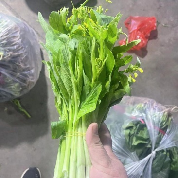 一手货源白菜苔货源充足对接全国市场量大从优欢迎洽谈